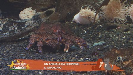 Un animale da scoprire: il granchio
